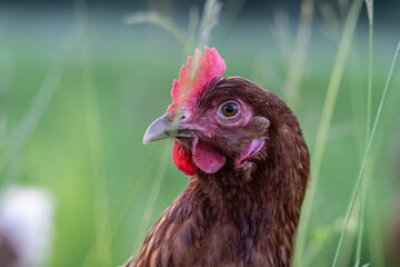 Portrait of a chicken