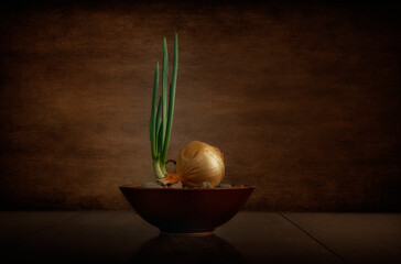 Onion Sprout in  Bowl