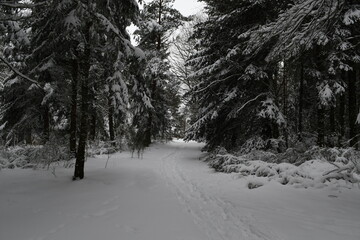Une forêt sous la neige en hiver en auvergne france 