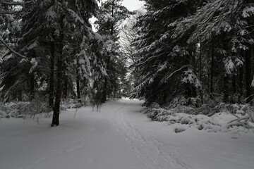 Obraz premium Une forêt sous la neige en hiver en auvergne france 
