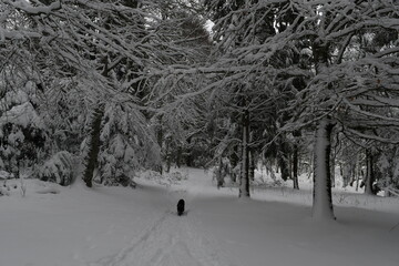 Une forêt sous la neige en hiver en auvergne france 