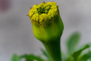 Beautiful calendula flowers with leaves and buds isolated on blurred background.