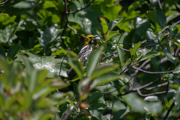 A black throated green warbler in tree.