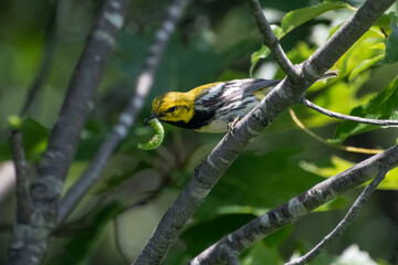 A black throated green warbler in tree.  throated green warbler with a green caterpillar.