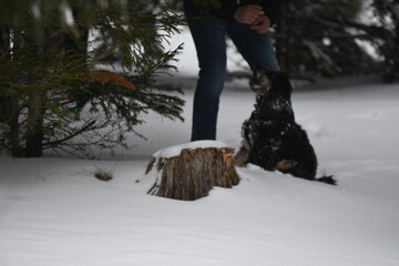 Un cocker spaniel noir en extérieur dans la nature