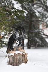Un cocker spaniel noir en ext&eacute;rieur dans la nature