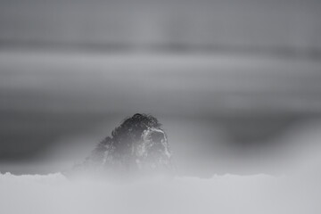 Chien de race cocker spaniel noir dans la neige dans la forêt
