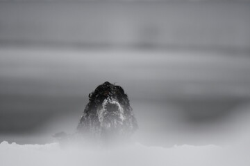 Chien de race cocker spaniel noir dans la neige dans la forêt