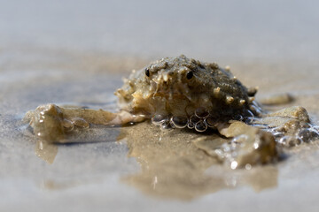 Closeup of a crab on a beach