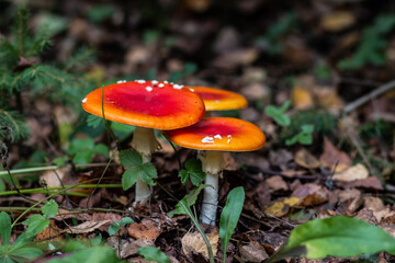 Red poisonous fly agaric in the forest. Close-up. Fly agaric red.