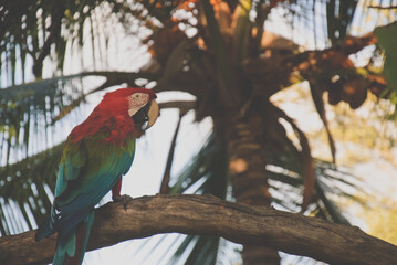 El guacamayo escarlata, ​​​ macao o guacamayo bandera es una especie de ave psitaciforme y...
