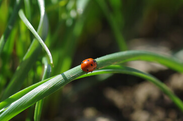 Obraz premium Ladybugs sit on a green tulip leaf