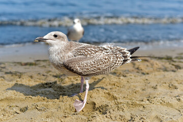 Large gull by the sea