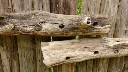 Fototapeta premium wood ant on a tree