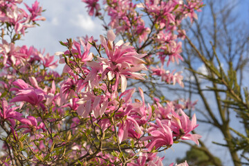 White-pink magnolias in the botanical garden
