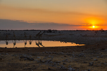 Giraffe by pond in th Etosha National Park in Namibia.