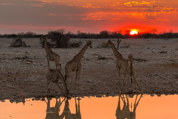 Giraffe by pond in th Etosha National Park in Namibia.