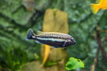 Poisson tropical Melanochromis auratus - 562801667