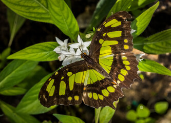 Close up of a single black and green Malachite butterfly (Siproeta stelenes biplagiata)  on white blossoms at the Butterfly Estates in Fort Myers Florida USA