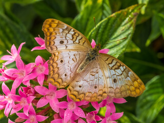 Close up of a single White Peacock butterfly ( Amartia jalrophae)  on pink Star Cluster flowers