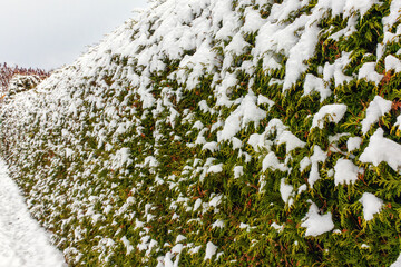 Garden fence of green thuja bushes in winter