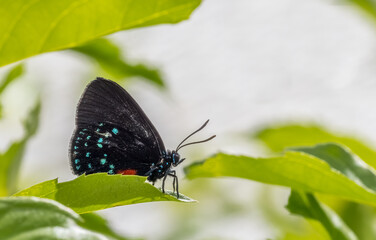 Close up of a single black blue and red Atala butterfly, also known as coontie hairstreak or just atala butterfly with wings up