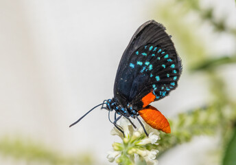 Close up of a single black blue and red Atala butterfly, also known as coontie hairstreak or just atala butterfly with wings up at the Butterfly Estates in Fort Myers Florida USA