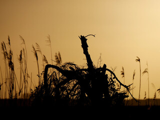 coucher de soleil sur racines