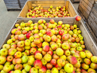 boxes with lots of yellow and red apples. the concept of fruit harvest for the farmer. healthy and delicious food and dessert.