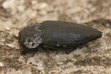 Closeup on a larger black jewel beetle , Capnodis tenebrionis sitting on wood in the Gard, France