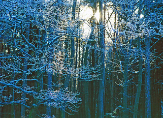 Forest in winter