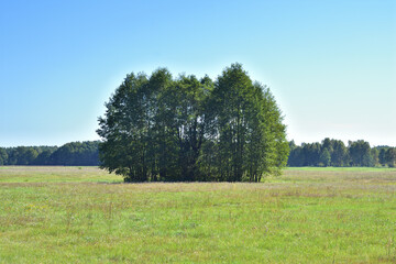 Trees in an open field among meadows on a hot summer day. Summer.