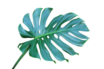 Tropical Green Leaf of Monstera Plant Isolated on White Backgrou