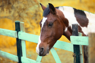 Cabeça de cavalo marrom com crina curta © warleysoares