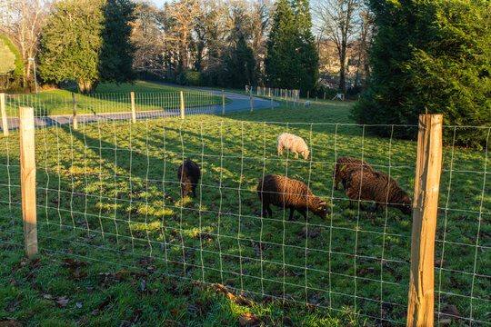 &Eacute;co-p&acirc;turage  avec des moutons de Ouessant 