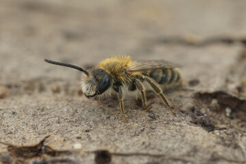 Soft and colorful closup on a furry male of the oligolectic Heather mining bee, Andrena fuscipes sitting on wood