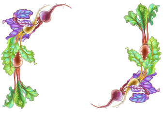 Color illustration of beetroot compositions. High quality photo