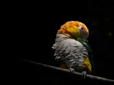 Nome scientifico: Pionites leucogaster
Caicco ventrebianco