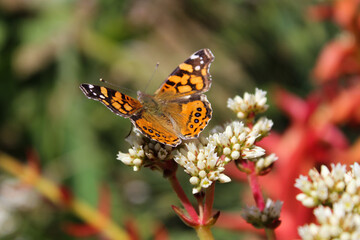 Acercamiento a mariposa monarca con fondo desenfocado.