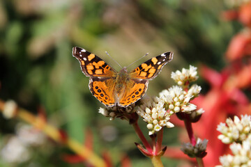 Mariposa monarca con fondo desenfocado. 
