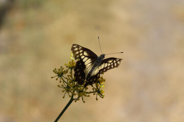 Fototapeta na wymiar Mariposa de ala rota con fondo desenfocado.