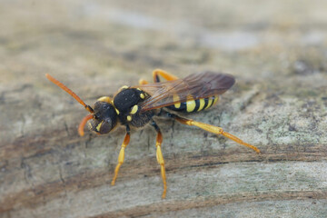 Closeup on a male Gooden's nomad cleptoparasite solitary bee, Nomada goodeniana, sitting on wood