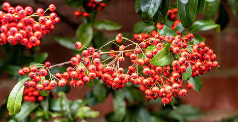 Obraz premium red berries