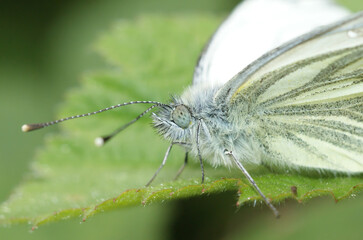 Closeup on the Green veined white butterfmly, Pieris napi, sitting on a green leaf in the garden