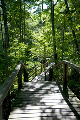 wooden walkway in forest