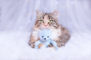 Cat lies with a blue teddy bear and looks at the camera. Kitten on a blue background. Pet care. Cat close up. Pet. Without people. Copy space. Animal background. Beautiful Kitten resting. 