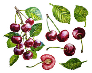Set with cherry fruits. Watercolor painted by hand. Isolated. For labels, packaging and banners. For textiles, prints