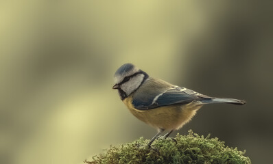 Naklejka premium blue tit