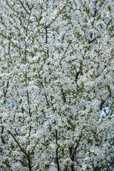 Branches of cherry blossoms in garden in springtime. Blooming Cherry Blossoms. Early Spring. Close-up. Selective focus.