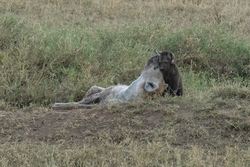 Hyenas in Tanzania